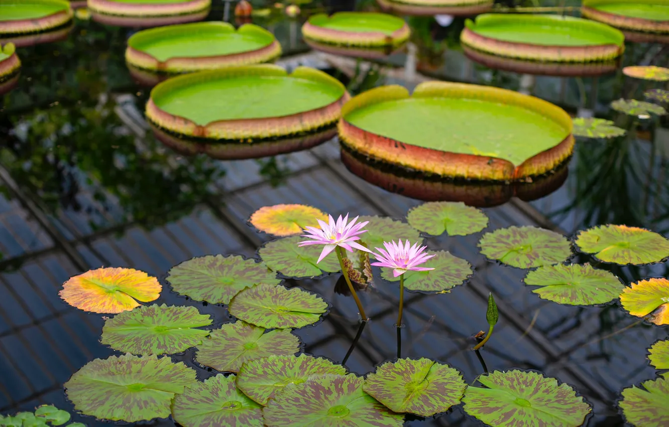 Photo wallpaper leaves, flowers, pond, water lilies, Nymphaeum