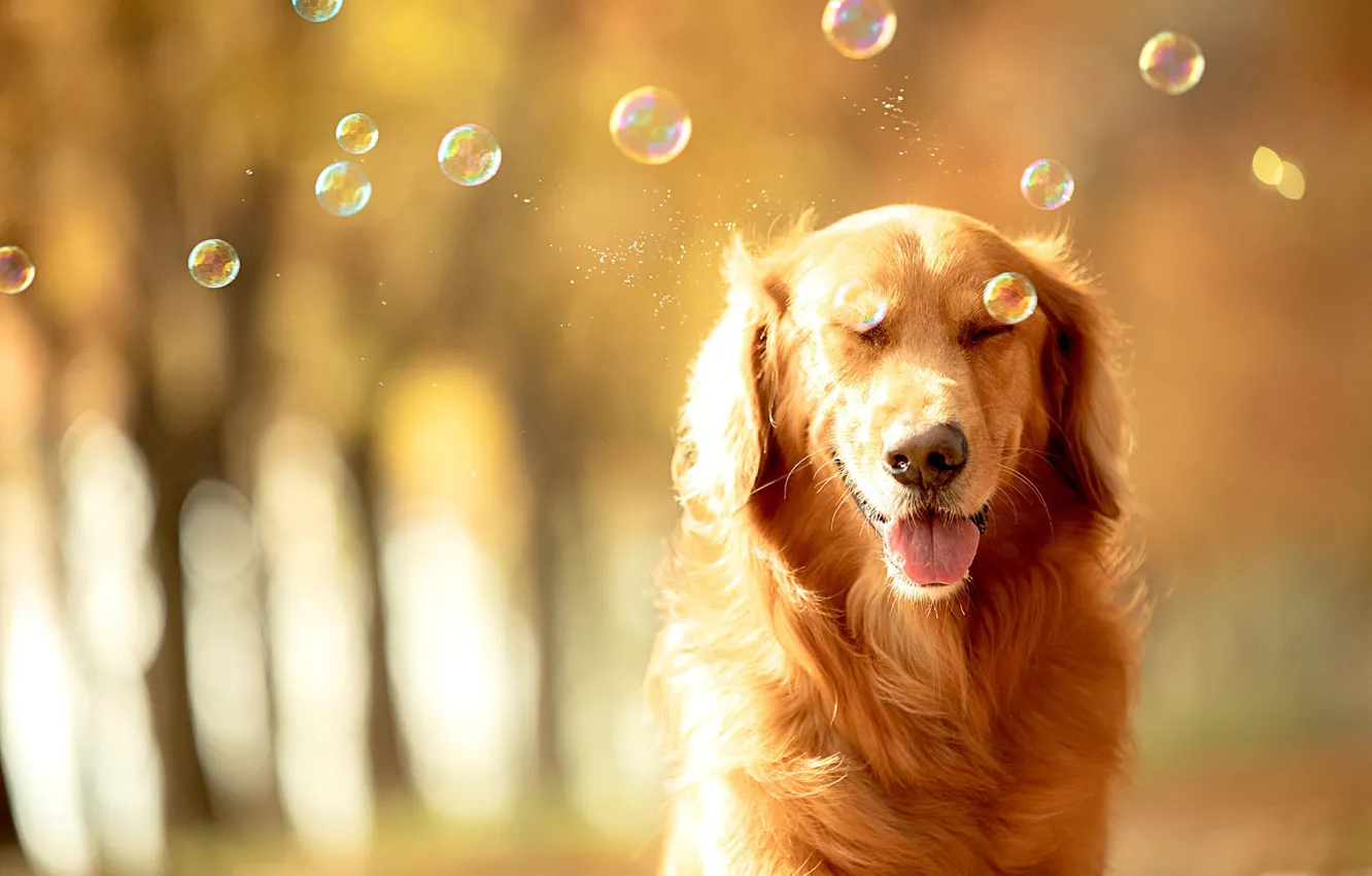 Photo wallpaper language, light, squirt, nature, pose, portrait, dog, bubbles