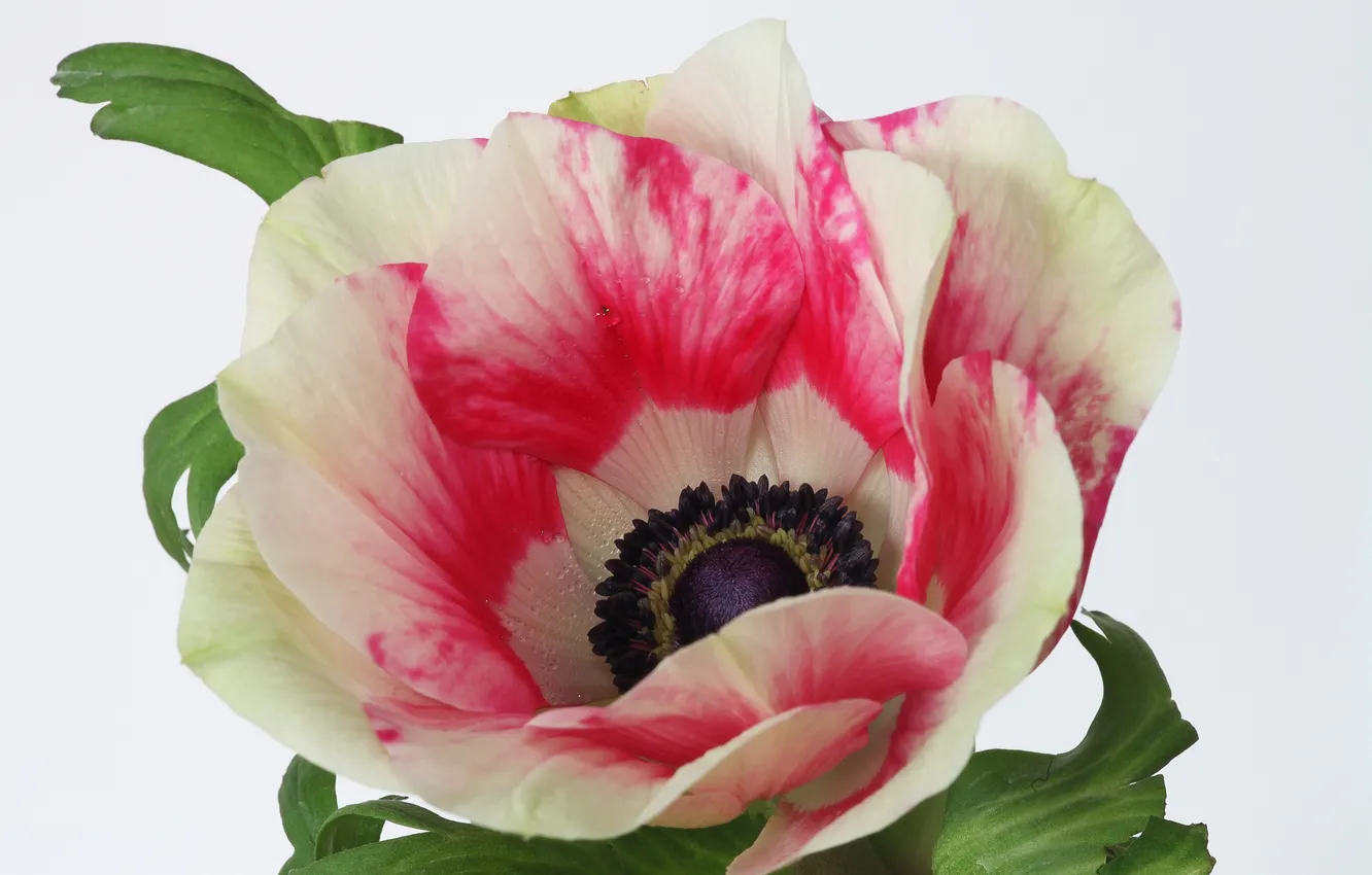 Photo wallpaper flower, photo, anemones