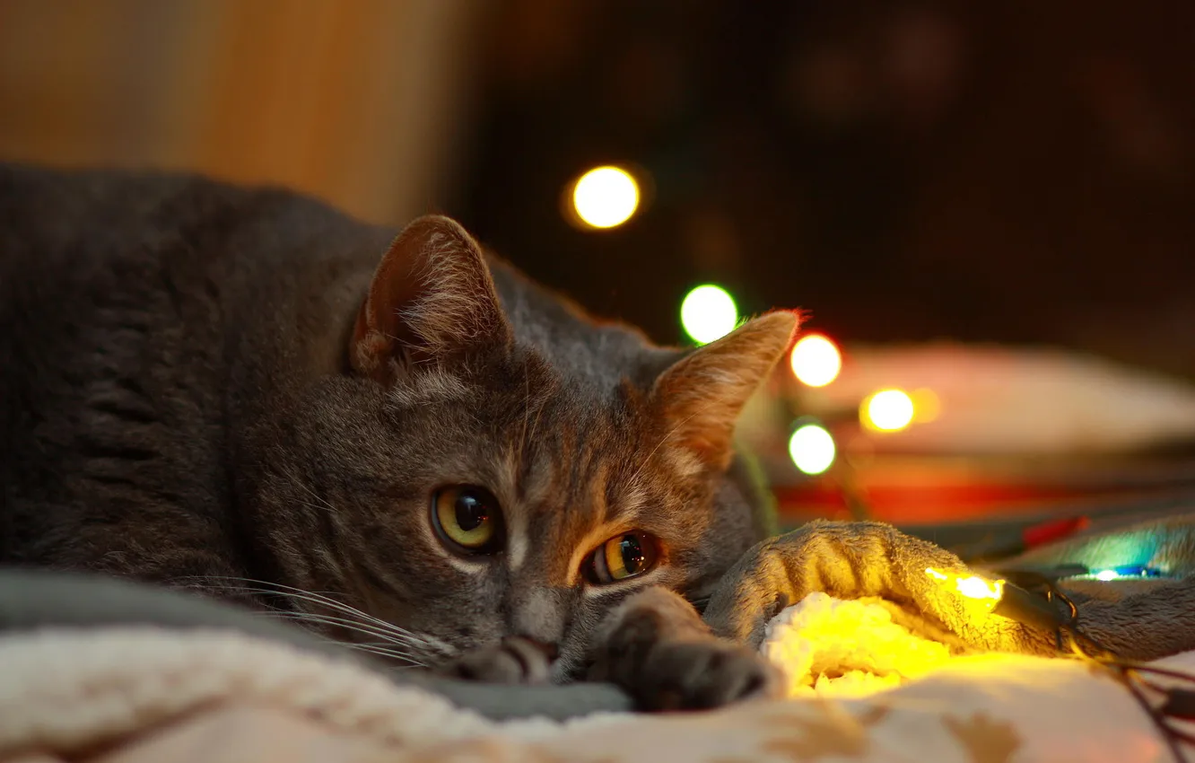 Photo wallpaper cat, eyes, look, bed, lies, garland, bokeh
