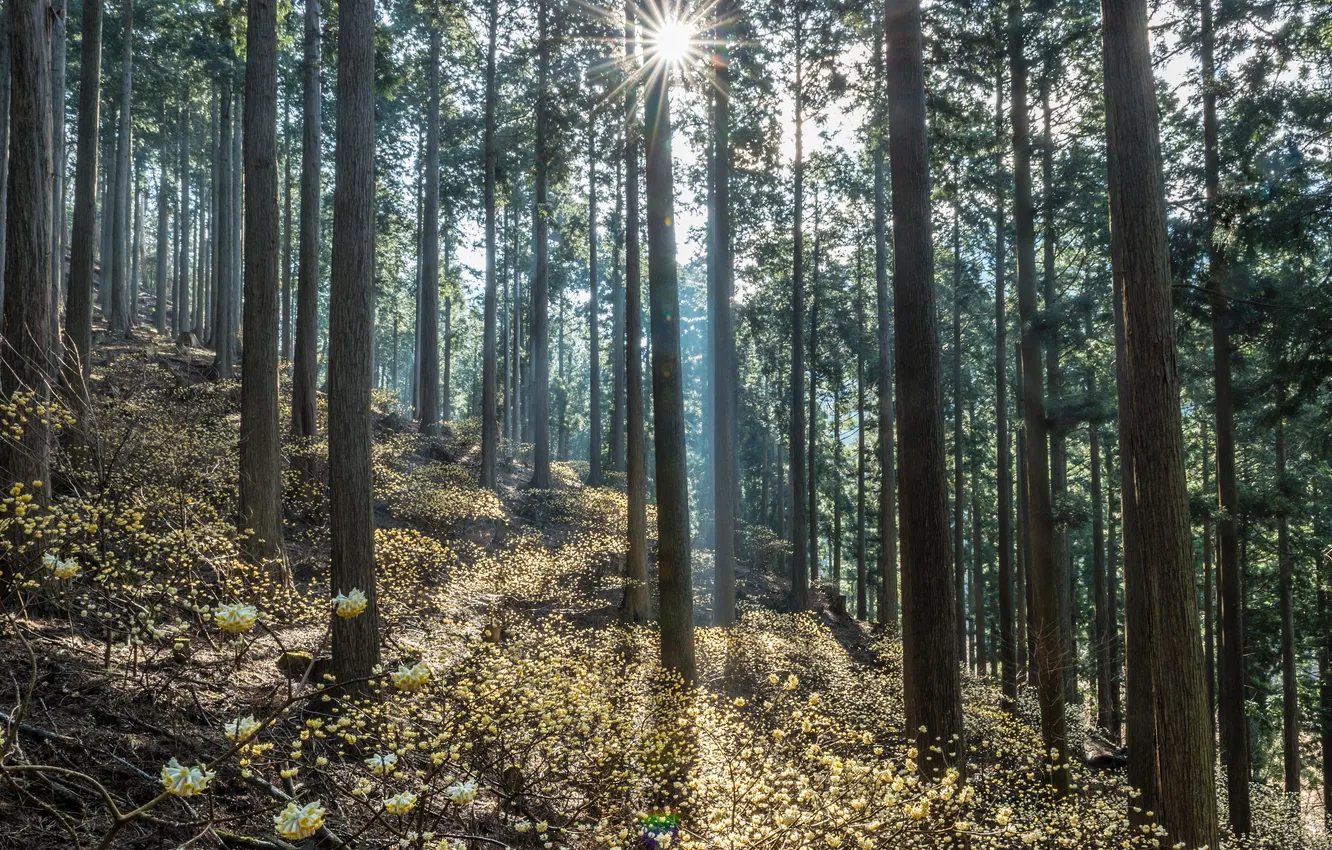 Photo wallpaper greens, forest, the sun, rays, trees, nature