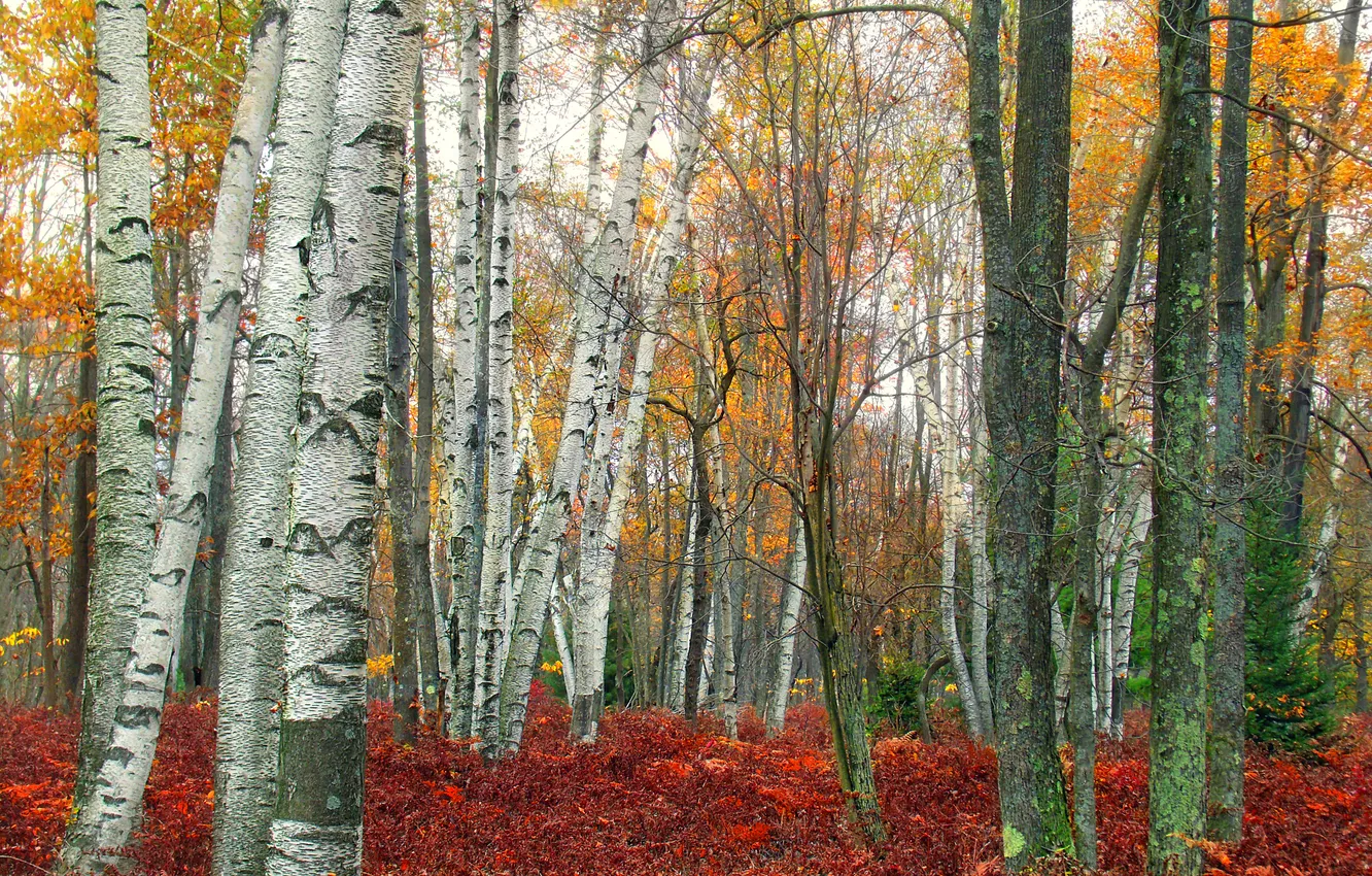Photo wallpaper autumn, forest, grass, leaves, trees, birch, grove, aspen