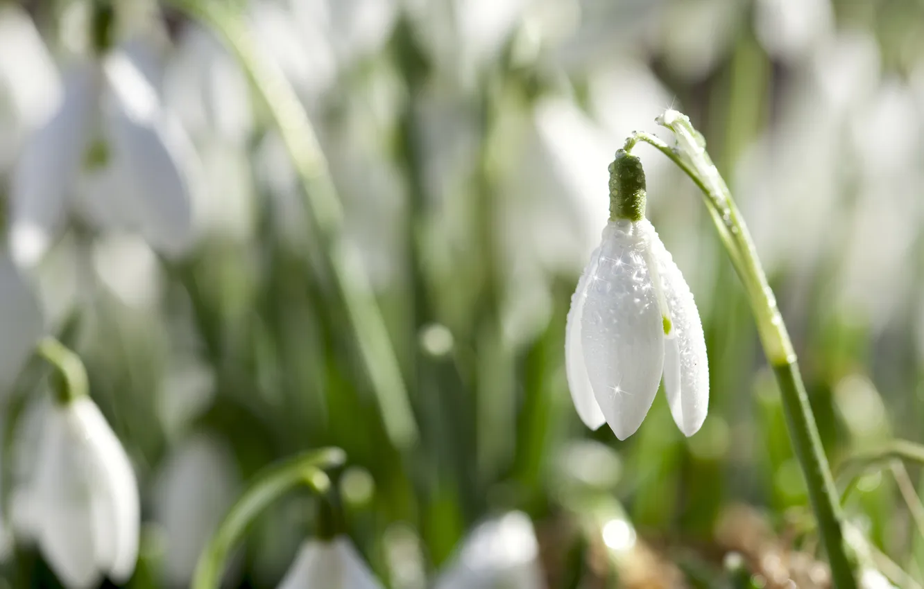 Photo wallpaper white, drops, flowers, nature, Rosa, spring, petals, snowdrops