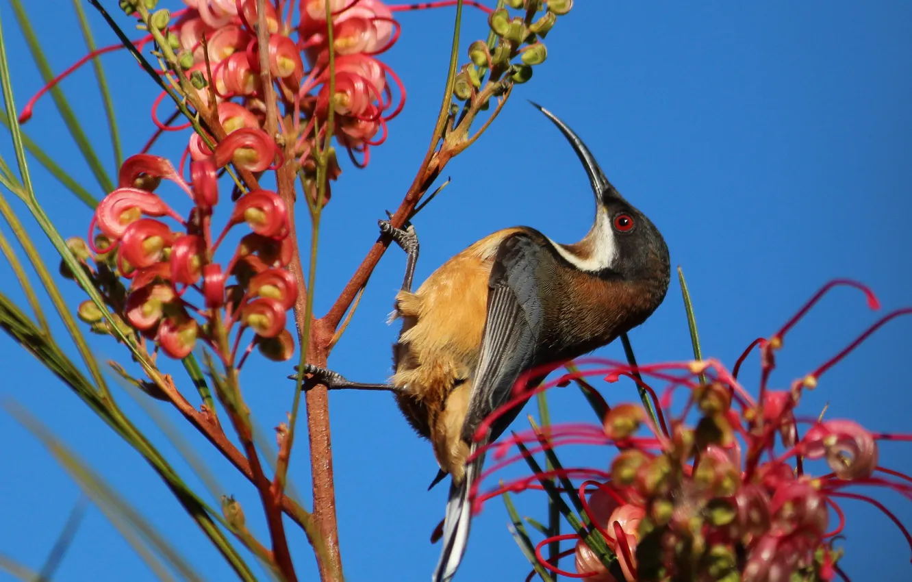 Photo wallpaper the sky, flowers, bird, plant, beak