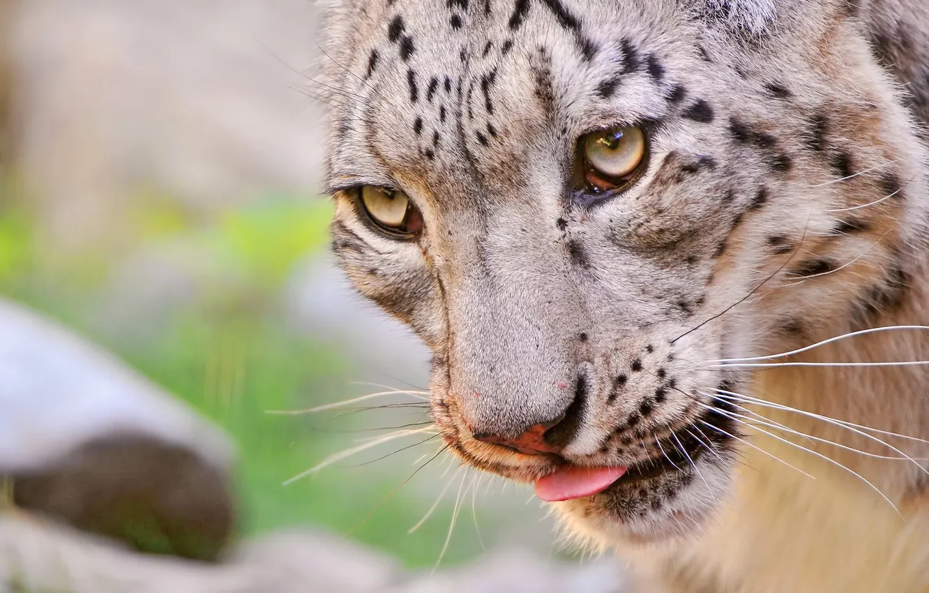 Photo wallpaper language, cat, look, face, IRBIS, snow leopard