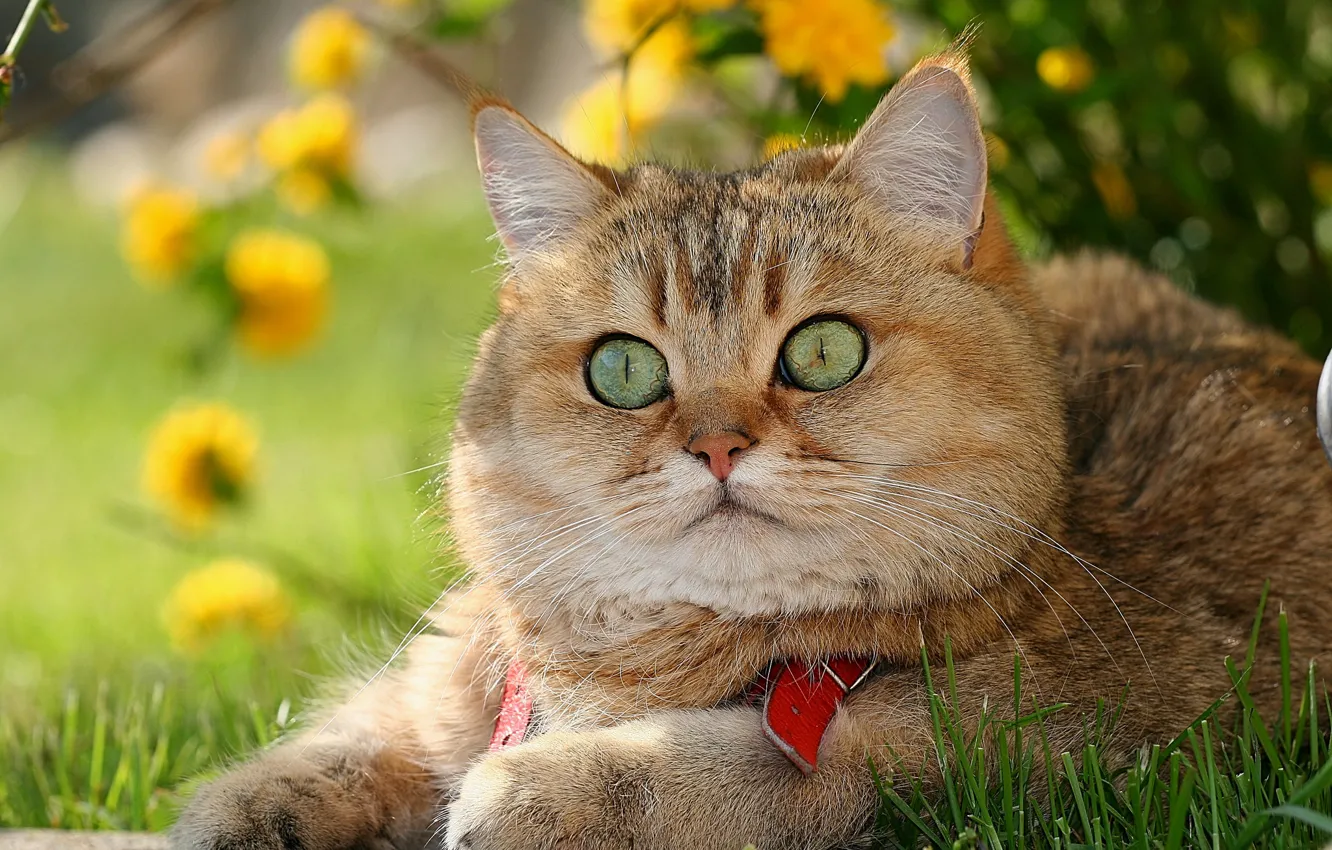 Photo wallpaper cat, look, face, red, British, eyes, British Shorthair, Kotofey