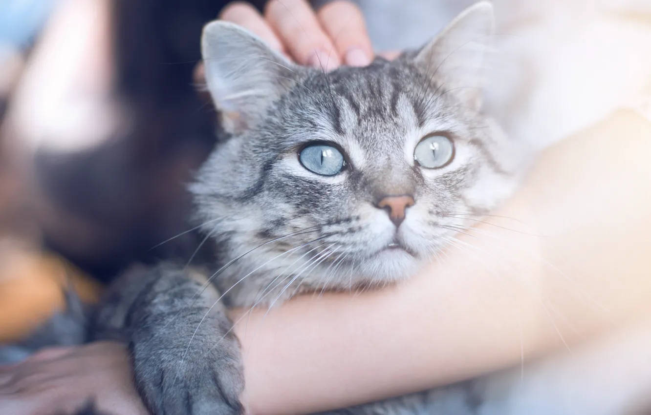 Photo wallpaper cat, hug, coat