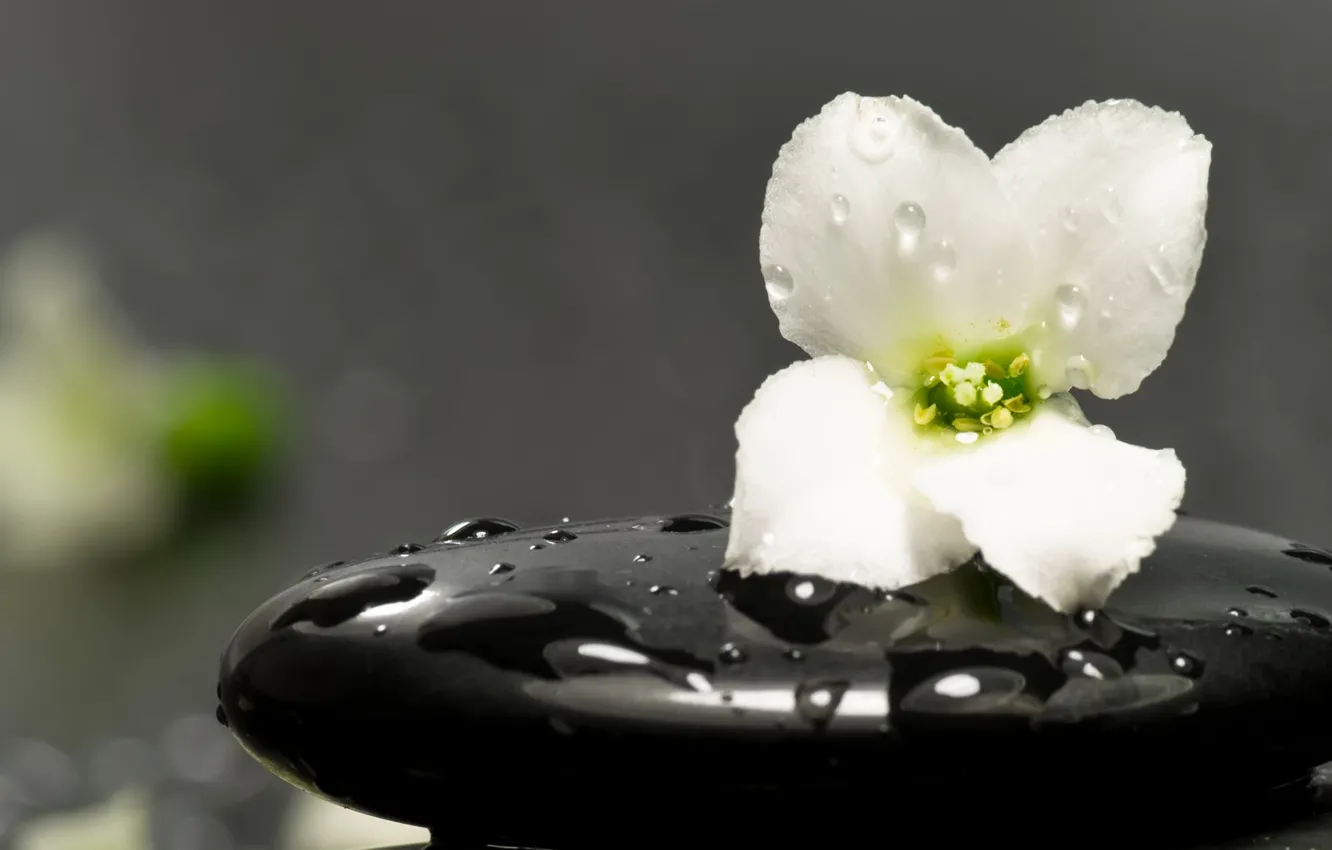 Photo wallpaper drops, flowers, stones