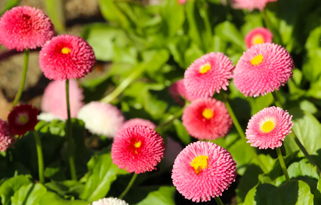 Photo wallpaper flower, spring, Daisy, blooming