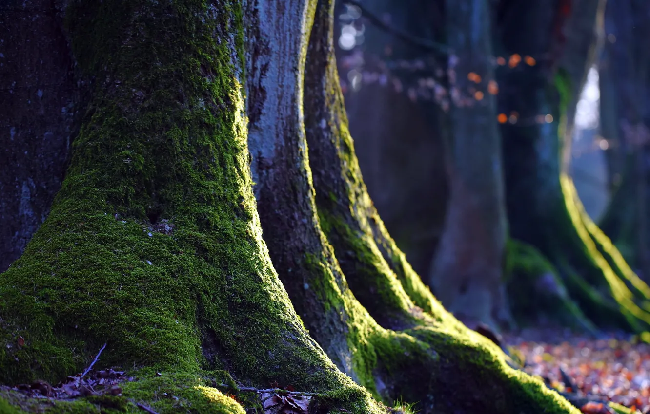 Photo wallpaper macro, trees, nature, moss