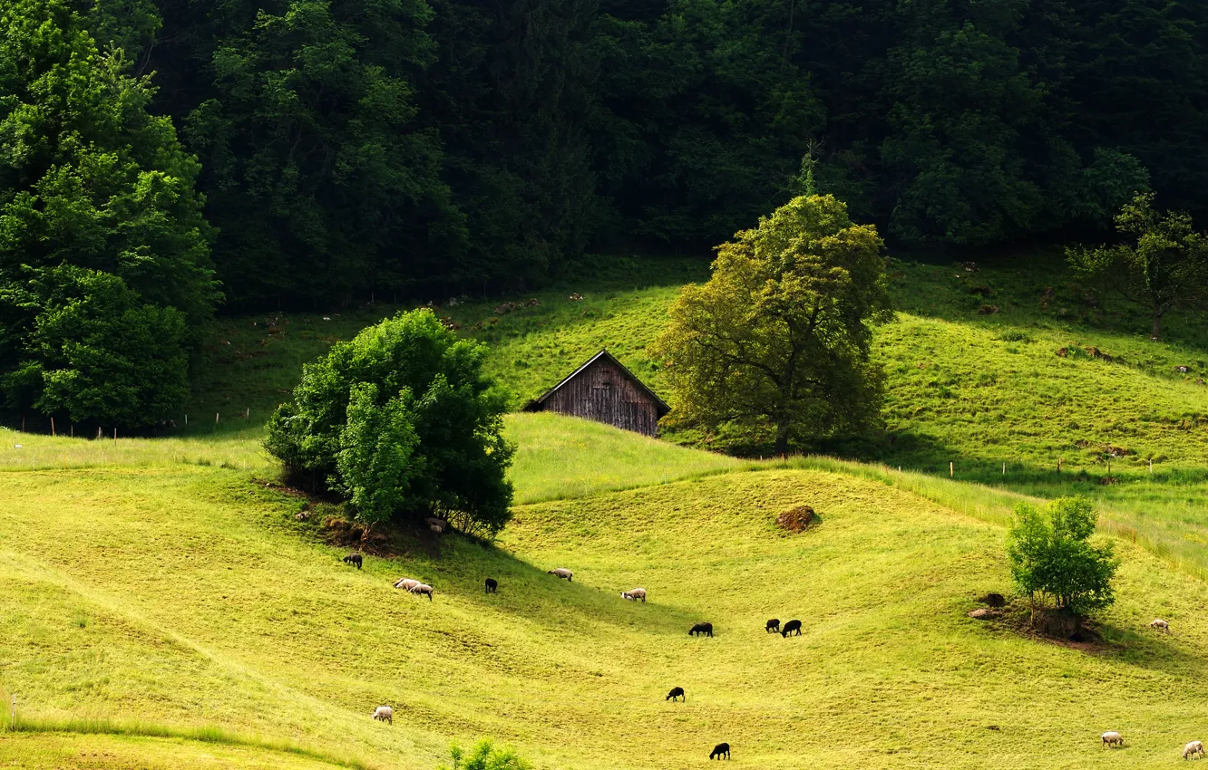 Photo wallpaper forest, grass, trees, hills, sheep, meadow, house