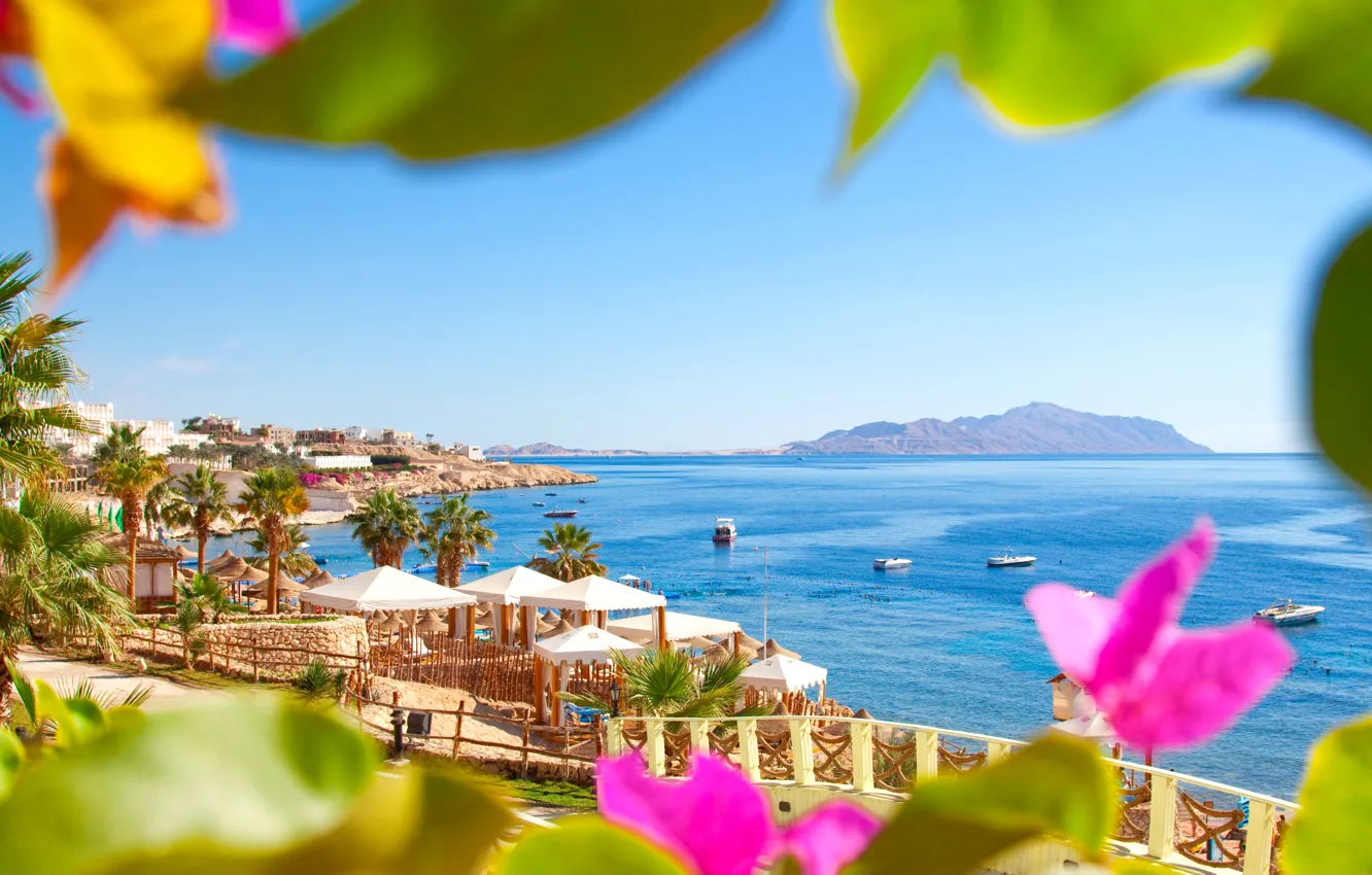 Photo wallpaper sea, beach, leaves, nature, palm trees, Egypt, resort, Egypt