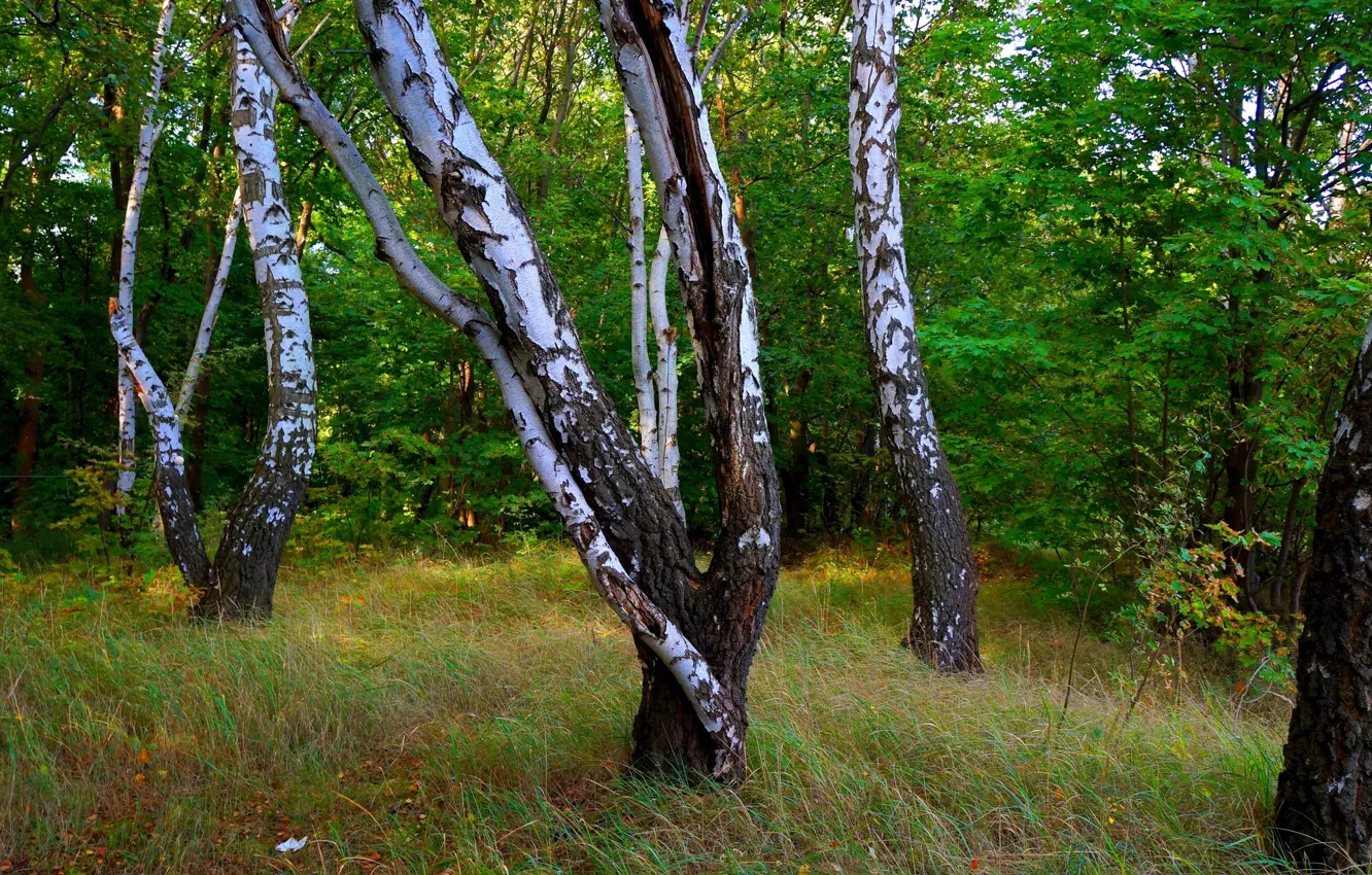 Photo wallpaper forest, park, tree