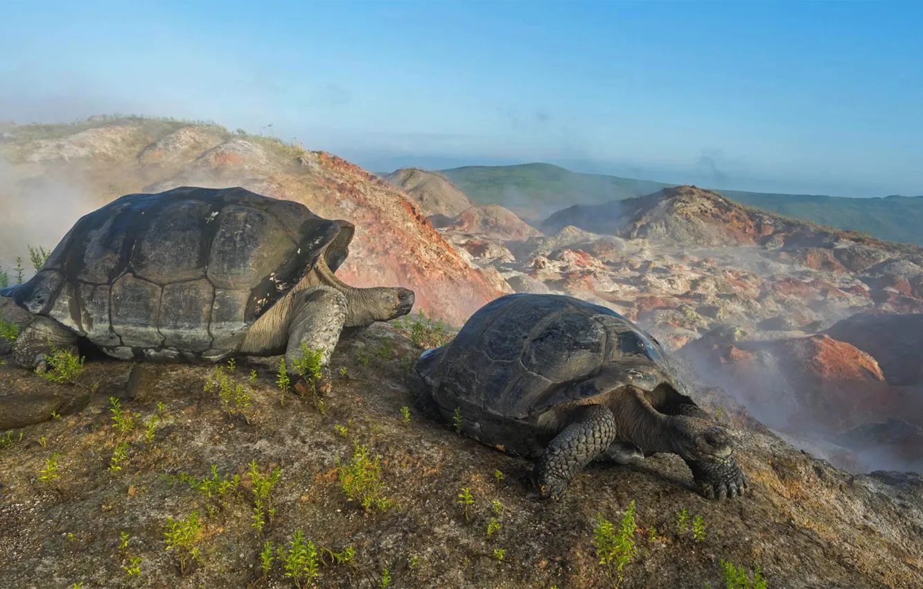 Photo wallpaper Ecuador, The Galapagos Islands, giant turtle, the volcano Alcedo