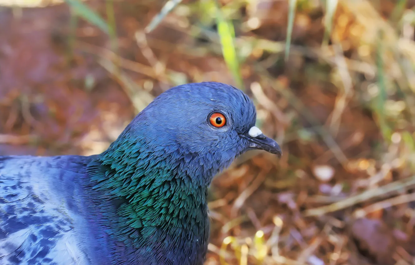 Photo wallpaper background, bird, pigeons