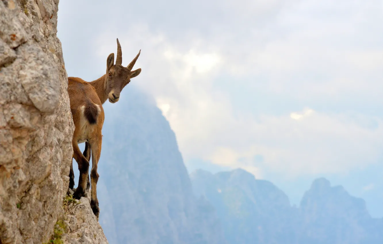 Photo wallpaper open, the ledge, mountain goat