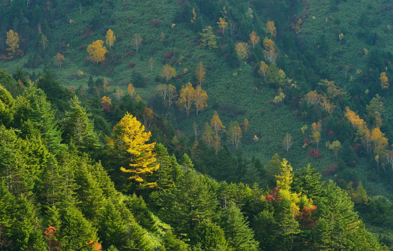 Photo wallpaper autumn, trees, mountains, slope