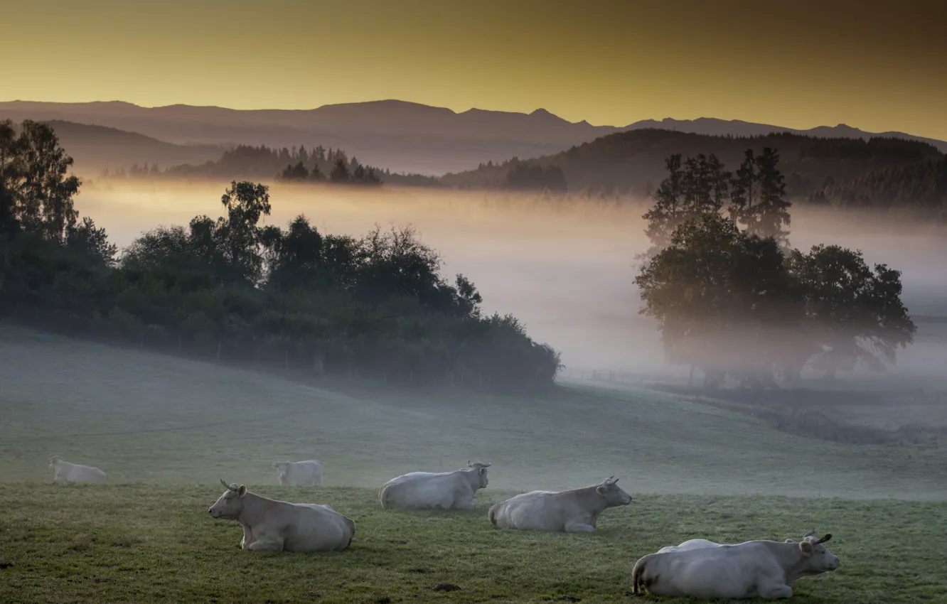 Photo wallpaper nature, fog, cows, cattle