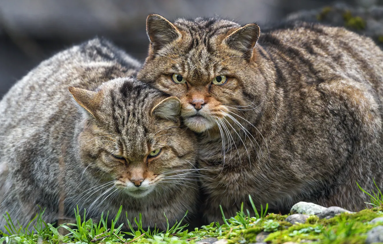 Photo wallpaper cat, cat, look, pair, evil, two cats, wild forest cat, angry cats