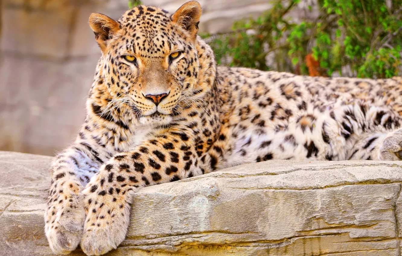 Photo wallpaper face, paws, leopard, lies, looks, curiosity, spotted, closely