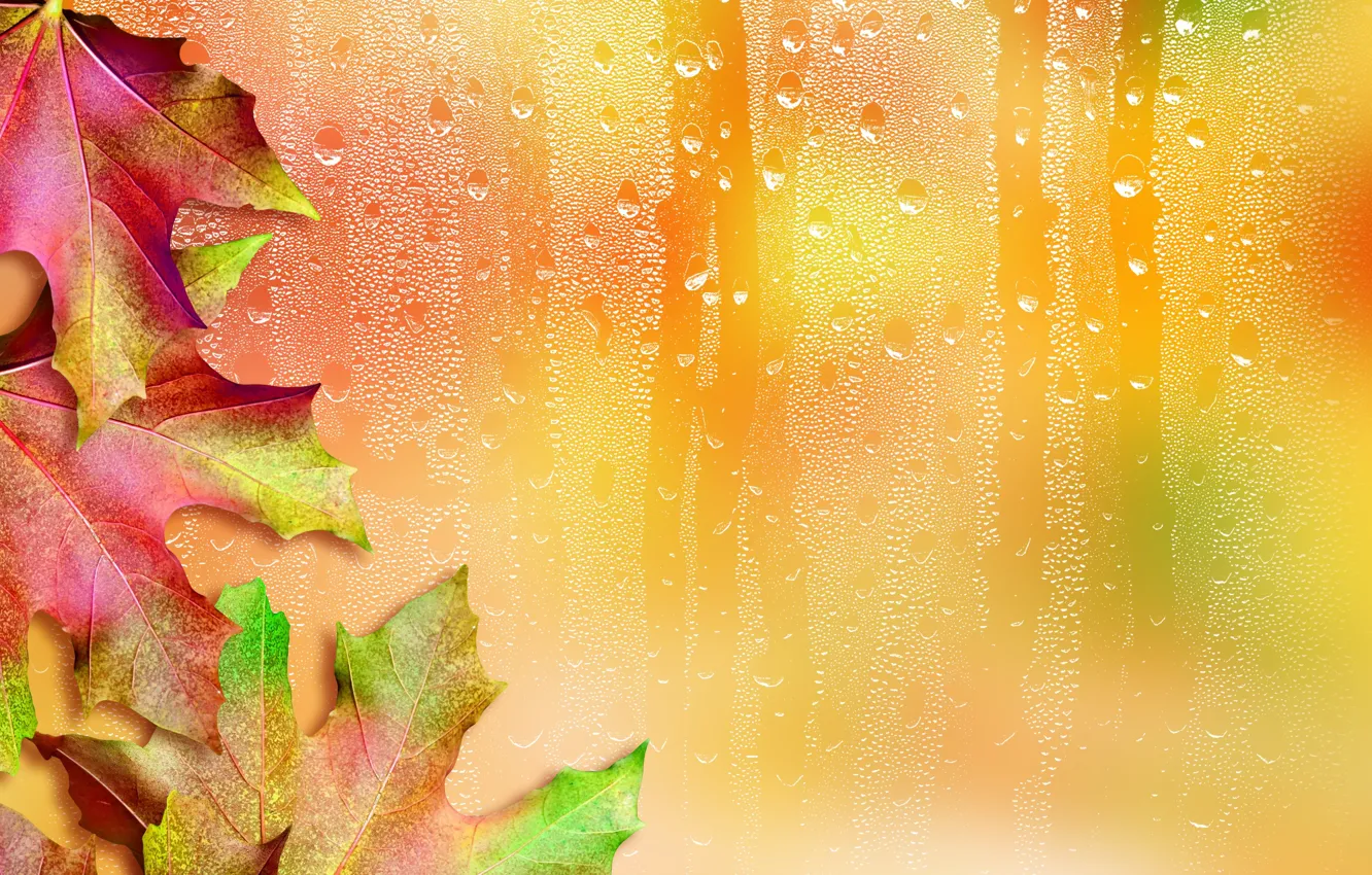 Photo wallpaper leaves, drops, background, maple