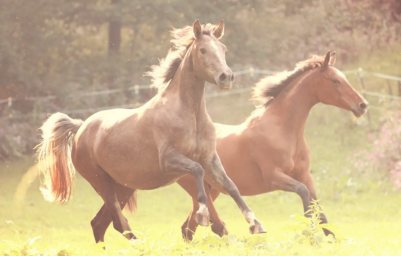 Photo wallpaper grass, horse, fence, running