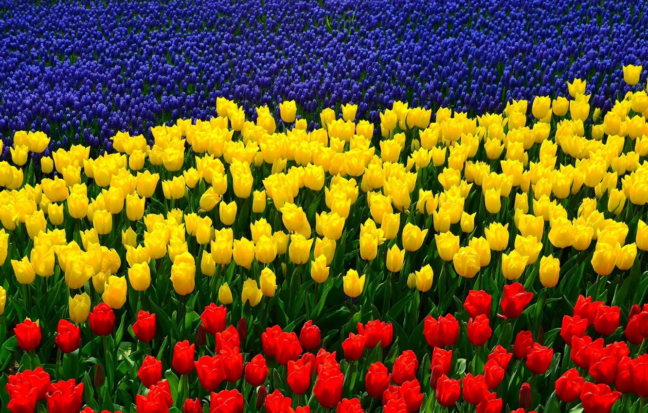 Photo wallpaper tulips, tricolor, lupins, the flag of the Rostov region
