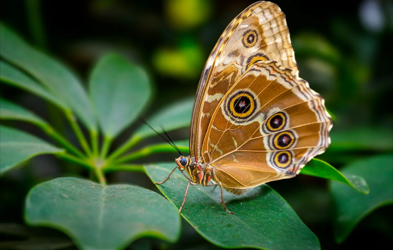 Photo wallpaper leaves, macro, nature, pattern, butterfly, plant, insect, brown