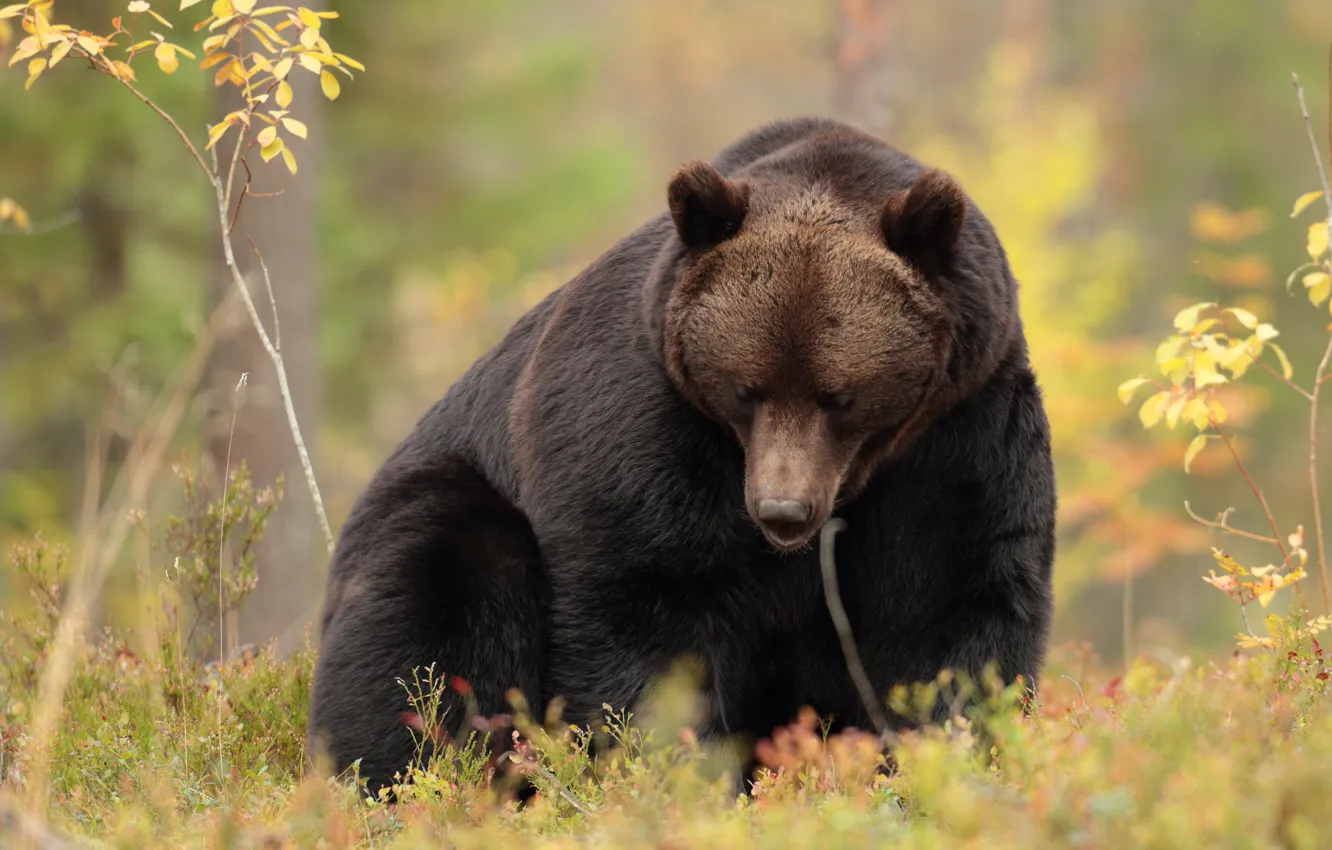 Photo wallpaper autumn, branches, nature, pose, foliage, bear, sitting