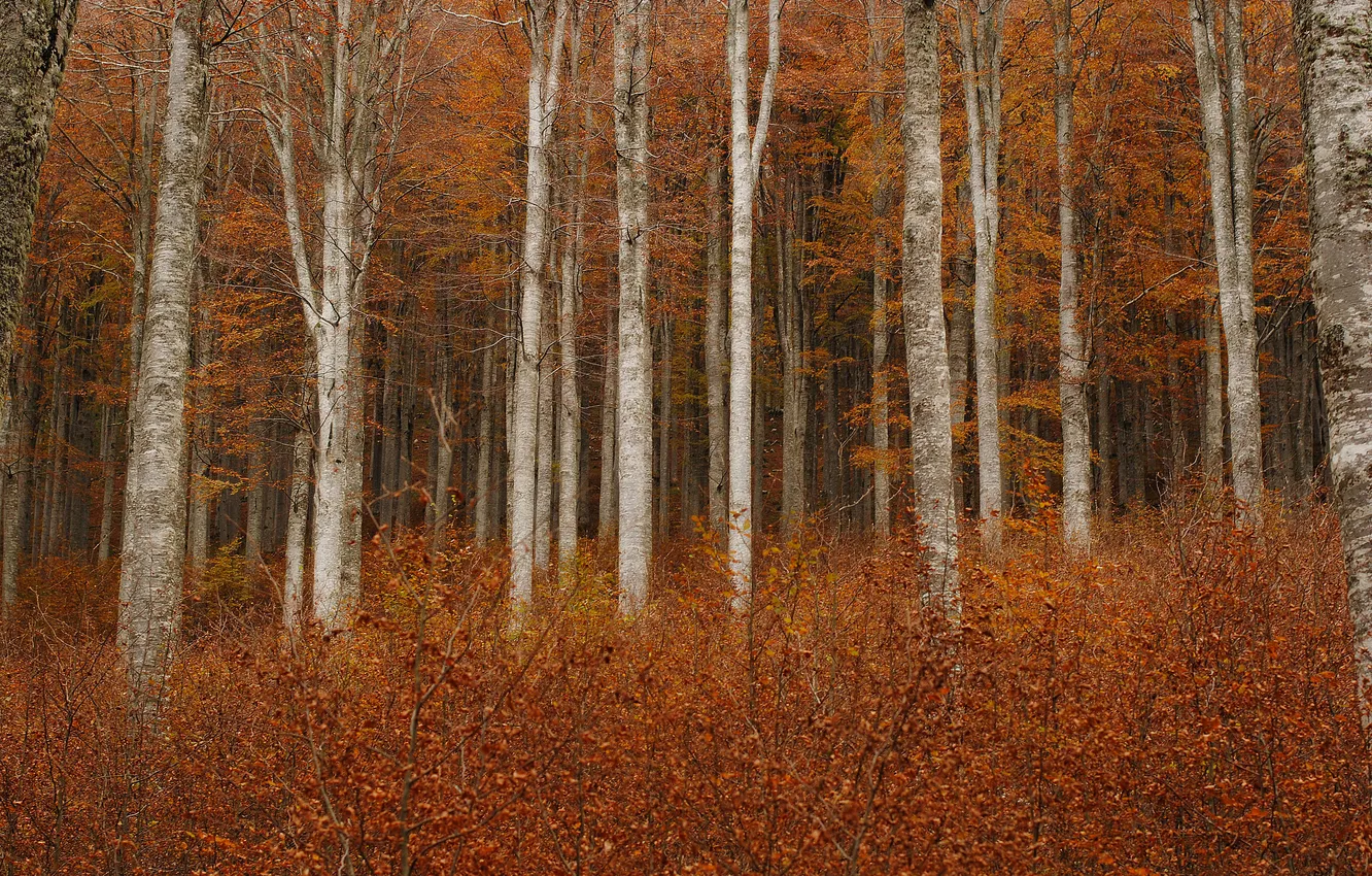 Photo wallpaper autumn, forest, trees, branches, foliage, trunk