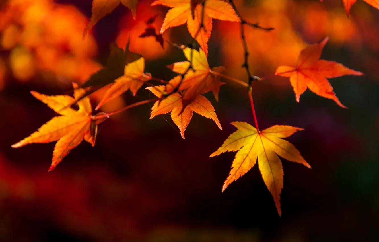 Photo wallpaper autumn, leaves, colorful, maple, autumn, leaves, autumn, maple