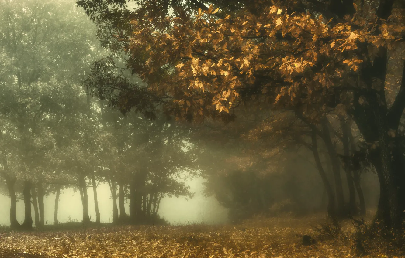 Photo wallpaper autumn, nature, fog