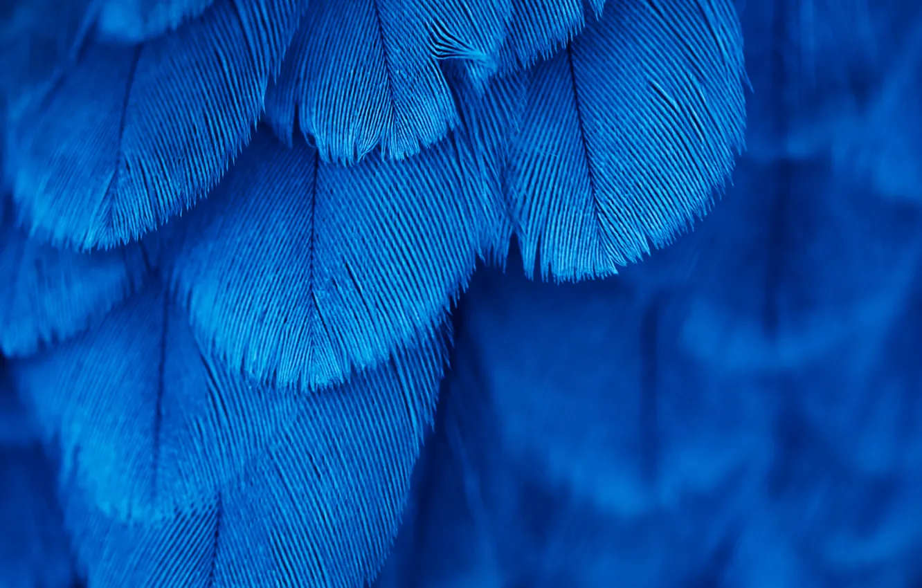 Photo wallpaper bird, texture, feathers, blue