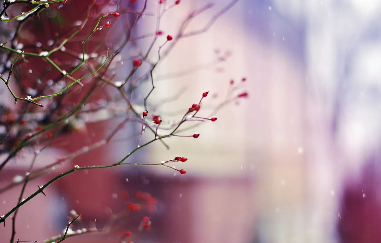 Photo wallpaper winter, snow, branches, nature, berries, branch, plant
