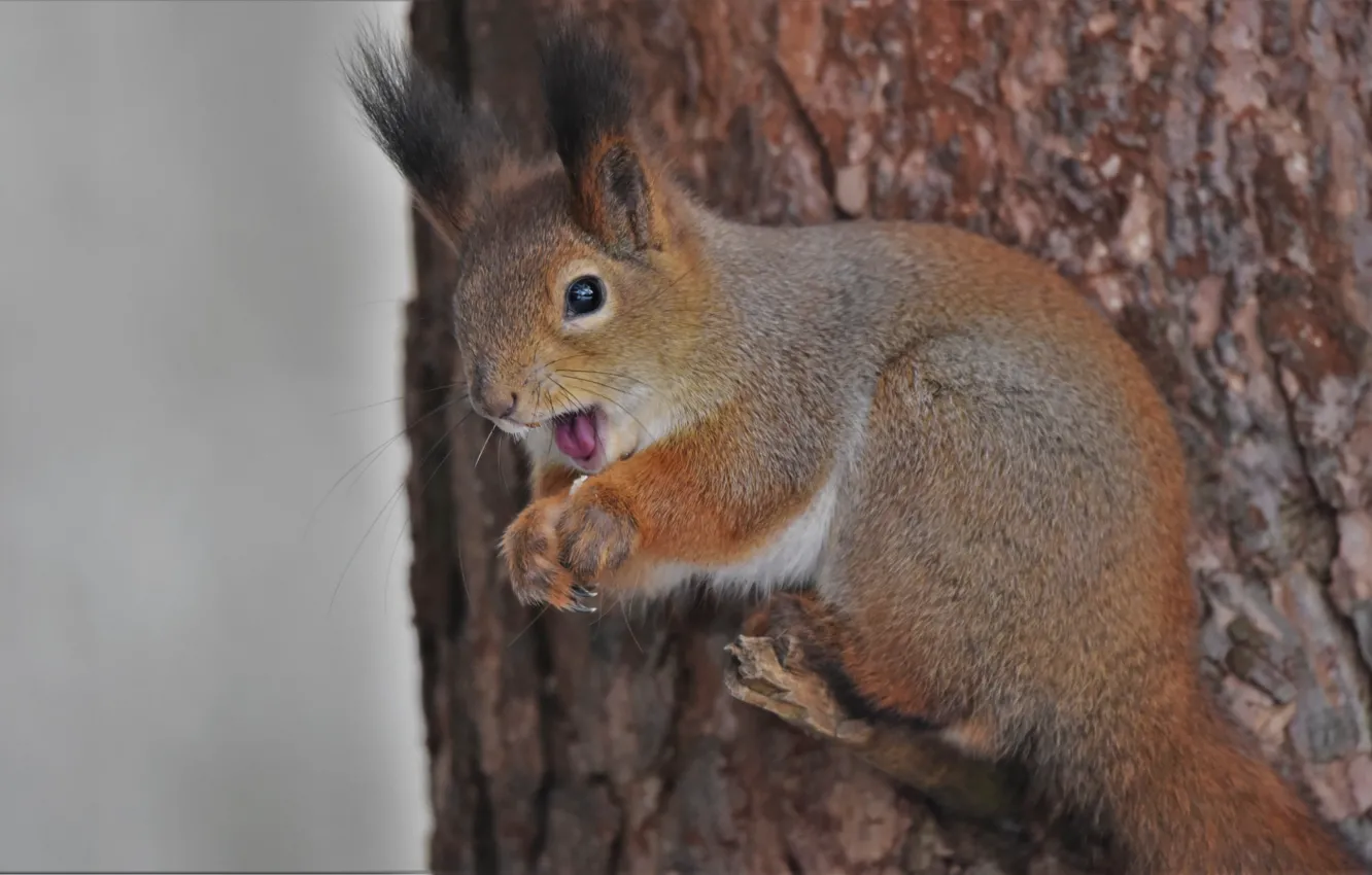 Photo wallpaper nature, tree, animal, protein, trunk, animal, rodent