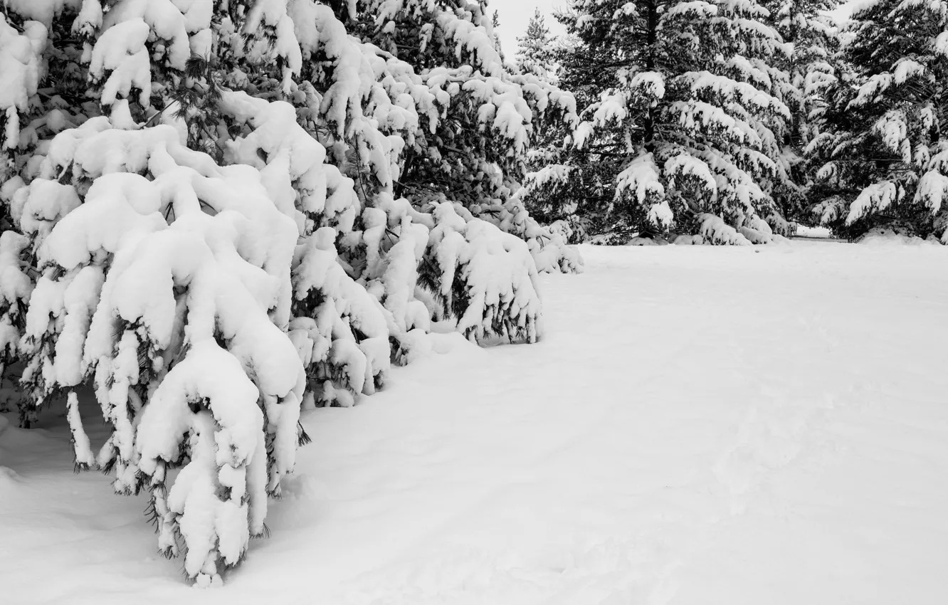 Photo wallpaper winter, snow, trees, nature, spruce, ate, tree