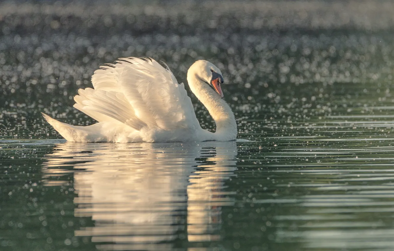 Photo wallpaper lake, bird, swans