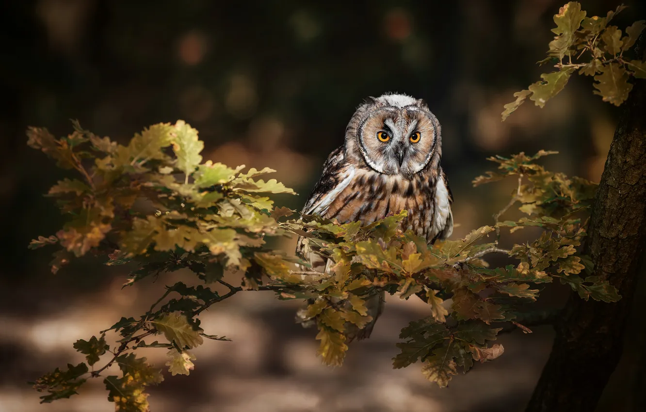 Photo wallpaper branches, owl, bird, foliage