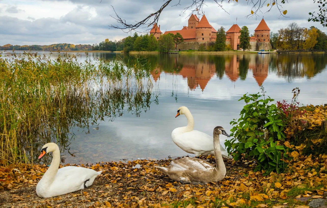 Photo wallpaper autumn, castle, bird, shore, foliage, white, swans, pond