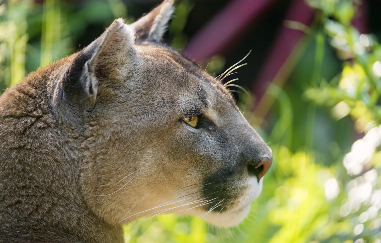 Photo wallpaper cat, profile, Puma, mountain lion, Cougar, ©Tambako The Jaguar