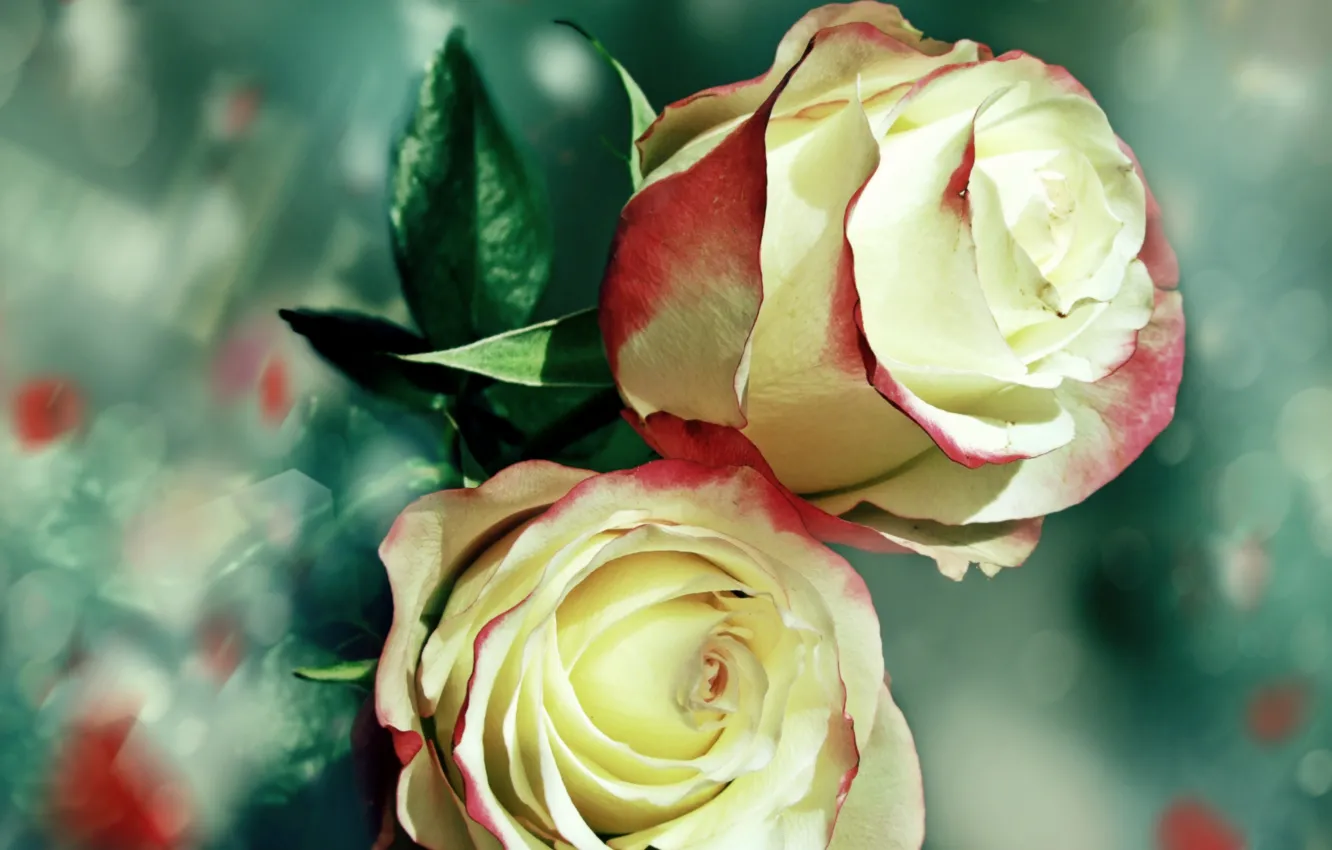 Photo wallpaper roses, Macro, petals, buds