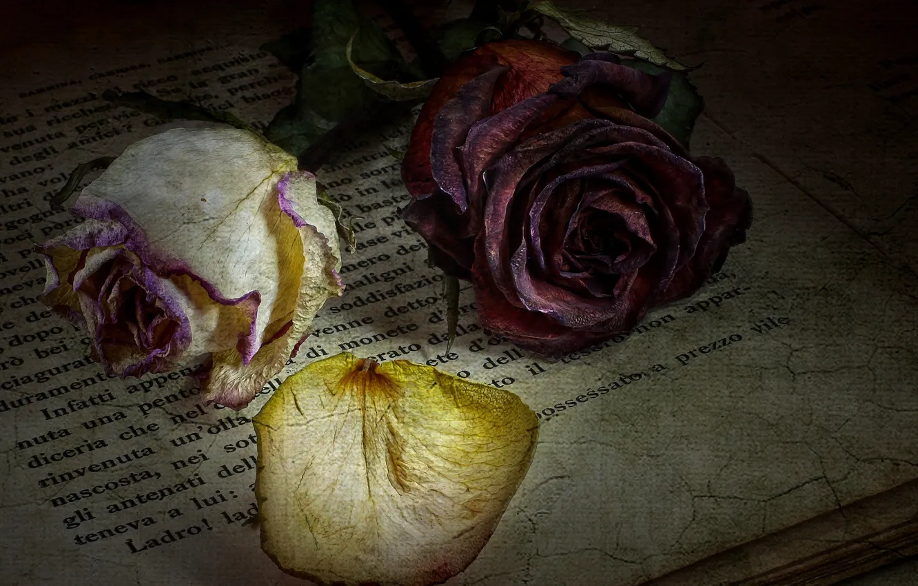 Photo wallpaper flowers, text, style, roses, book