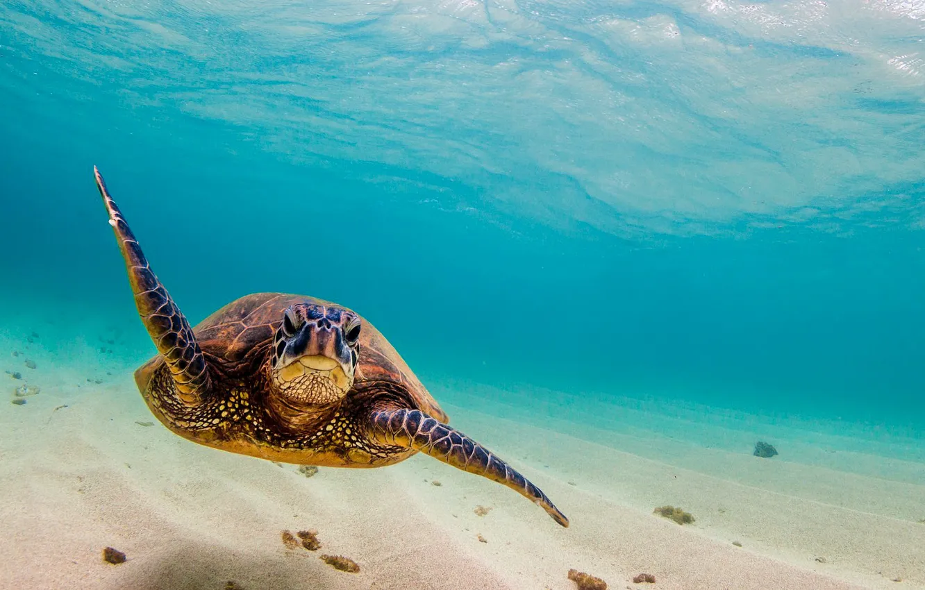 Photo wallpaper sea, ocean, turtle, sea turtle, swiming