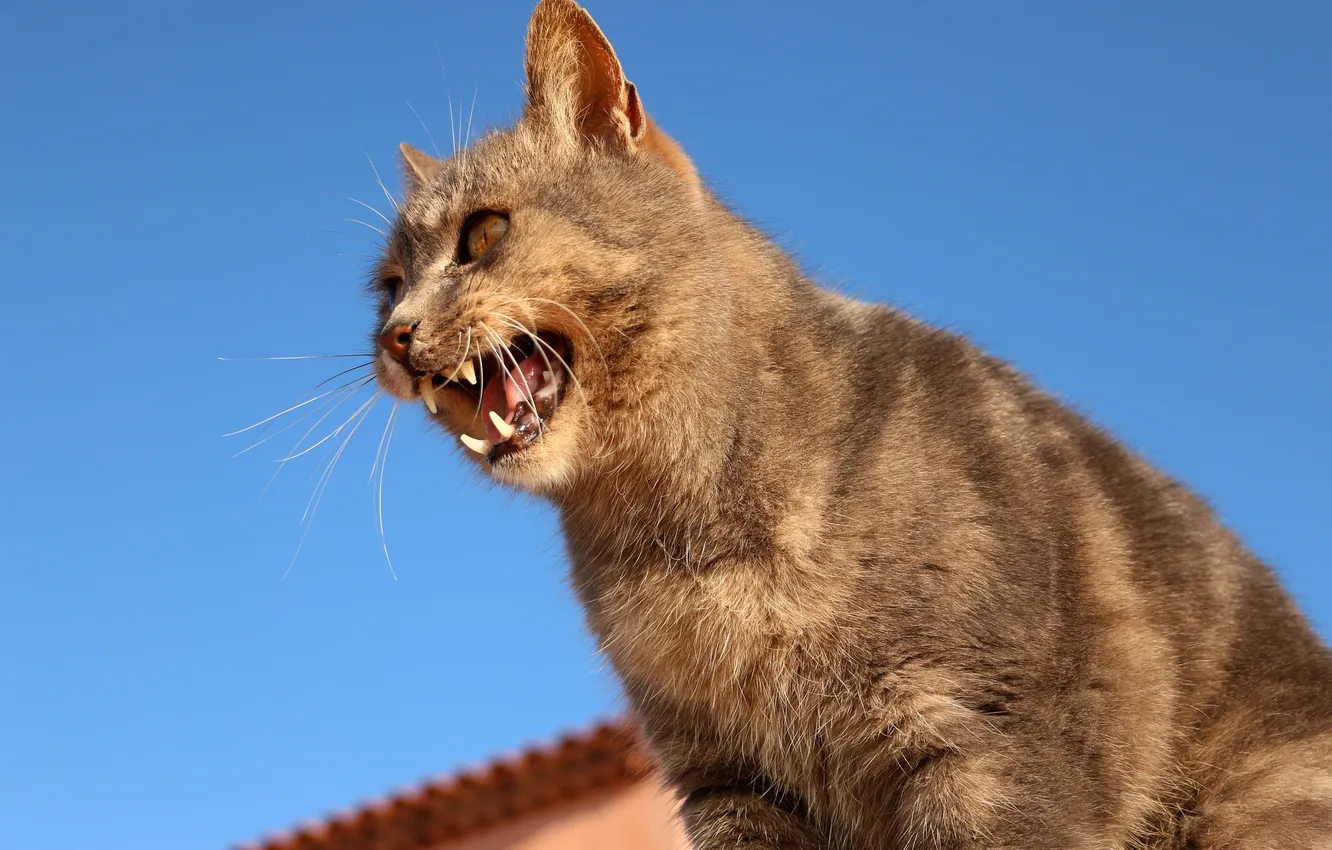 Photo wallpaper face, Koshak, fangs, Tomcat