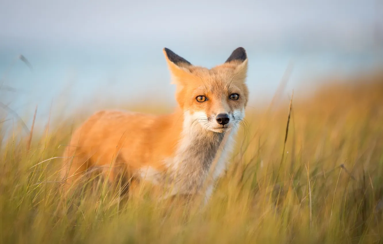 Photo wallpaper nature, background, Fox
