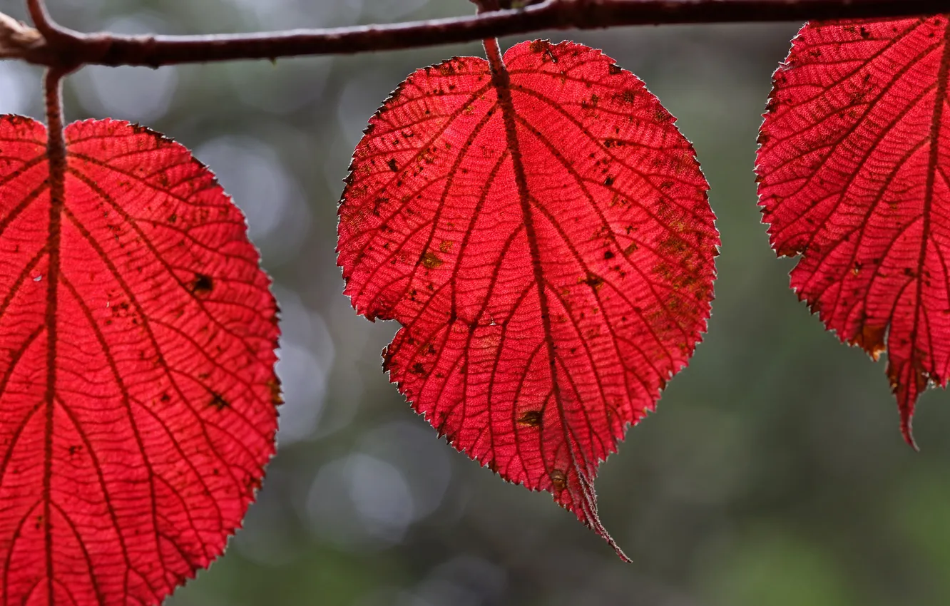 Photo wallpaper autumn, leaves, branches, nature, the crimson