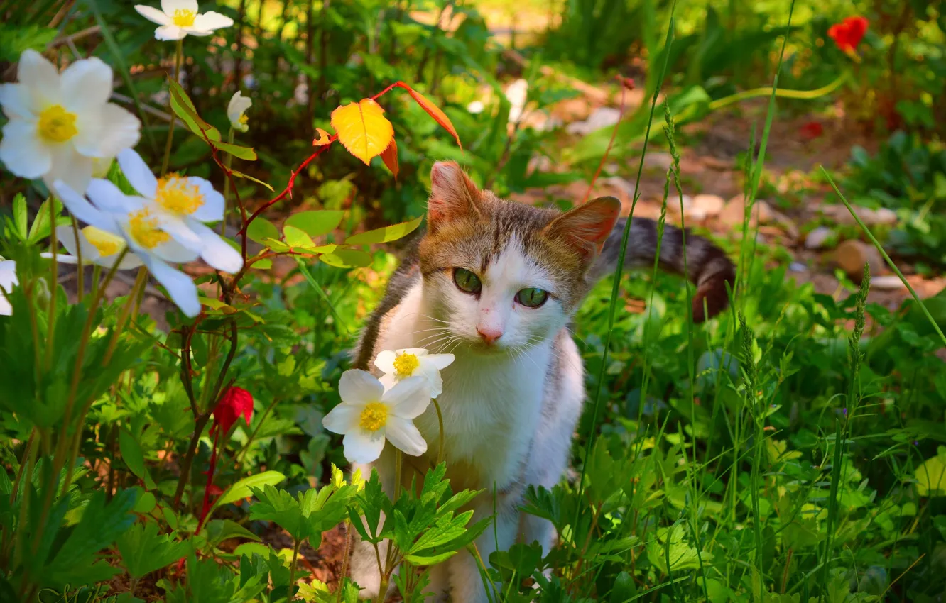 Photo wallpaper Cat, Flowers, Cat