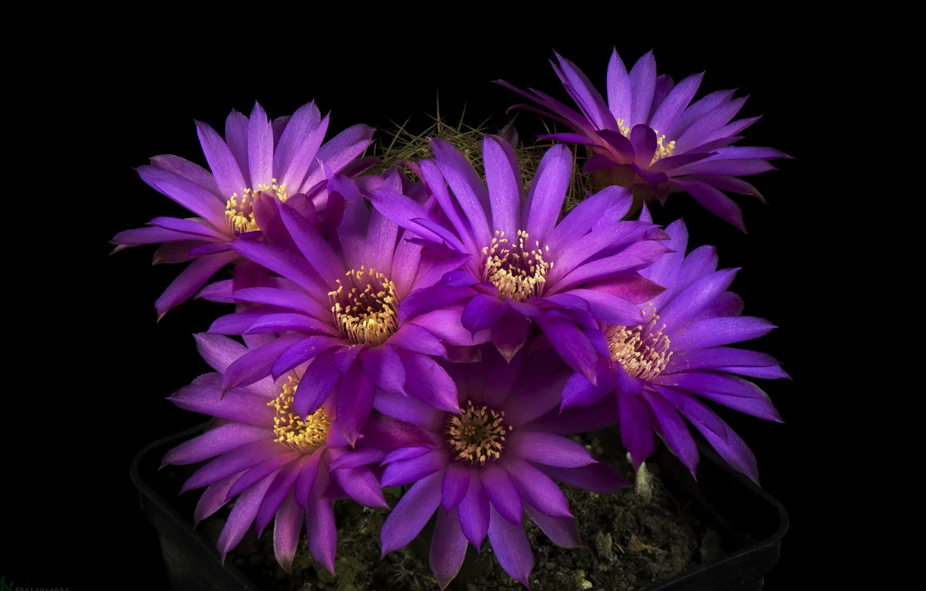 Photo wallpaper light, petals, cactus, stamens, black background, purple flowers