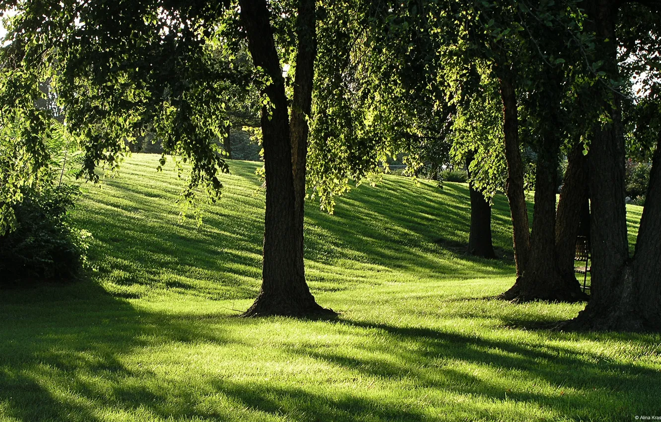 Photo wallpaper grass, the sun, trees, shadows