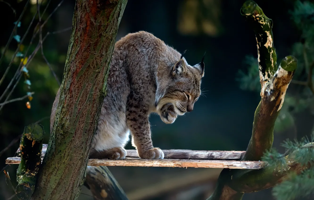 Photo wallpaper trees, pose, paws, background, nature, Board, lynx, sitting